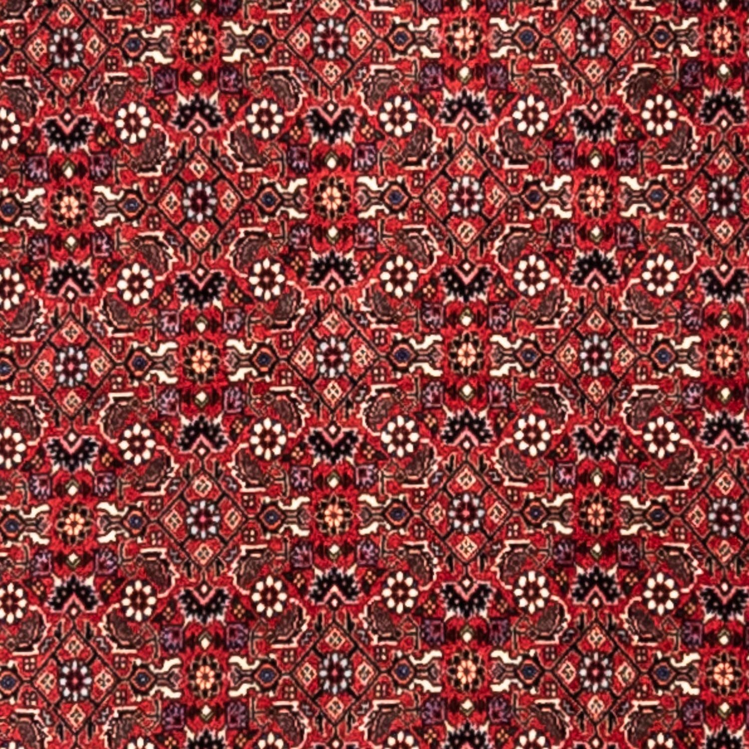 Perserteppich - Bidjar - Royal 345 x 253 cm - rot - Image 2