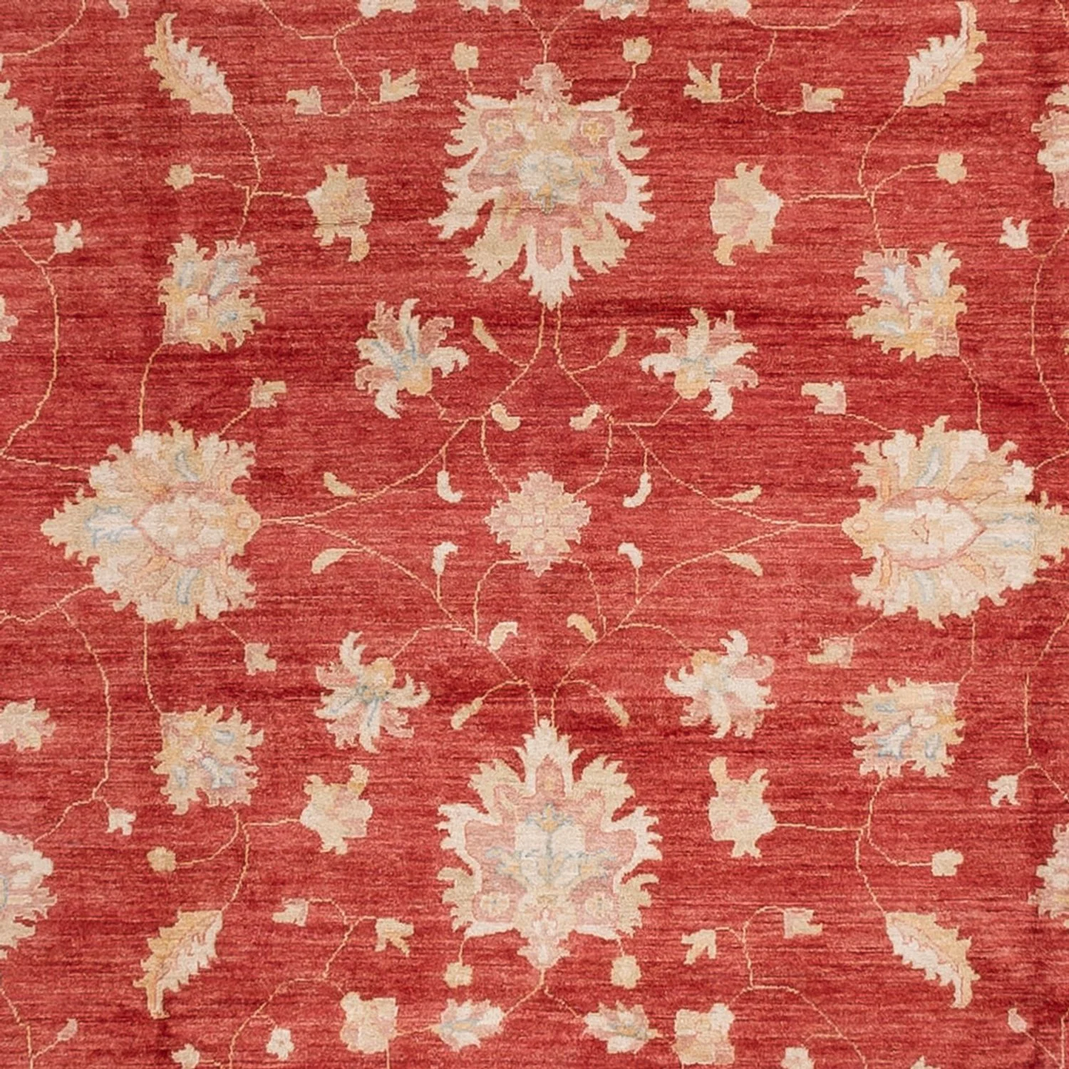 Ziegler Teppich 493x253cm - Orientteppich - Image 2