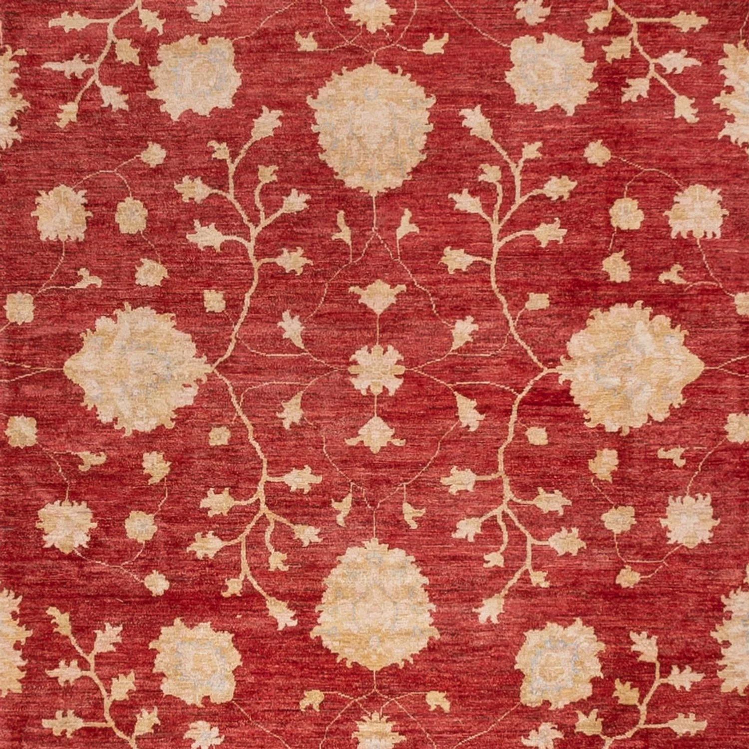 Ziegler Teppich 491x405cm - Orientteppich - Image 2